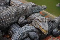 Battambang crocodile farm