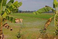 S'tieng paddy fields