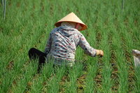 Đà Lạt farm