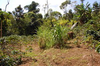 Đà Lạt coffee farm