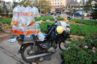 Đà Lạt goldfish motorbike