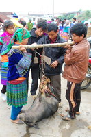 Live pig weighing