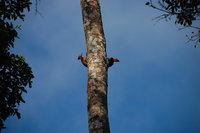 Woodpeckers, Muyuna Lodge