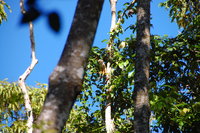 Squirrel Monkey, Muyuna Lodge