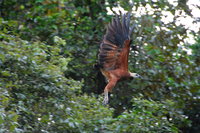 Black Collared Hawk, Muyuna Lodge