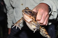 Frog, Muyuna Lodge