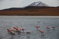 Bolivian flamingos