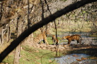 Tiger family drinking, Ranthambhore