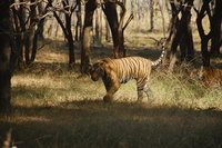 Female tiger leading cub, Ranthambhore
