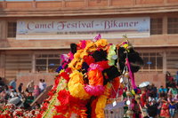 Bikaner camel fair