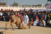 Bikaner camel fair