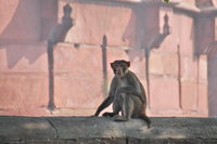 Agra Fort Tourist