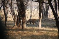 Tiger, Ranthabhore