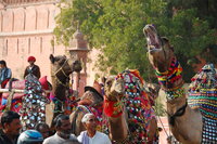 Bikaner camels