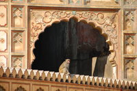 Galta Monkey, Jaipur
