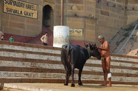 Varanasi water buffalo