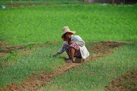 Rice Farmer