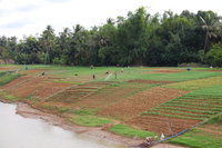 Rice Farming