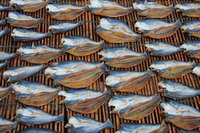 Fish market