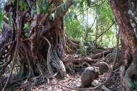 Cát Tiên forest