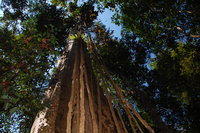 Cát Tiên forest