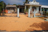 Cát Tiên drying corn
