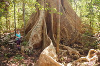 Cát Tiên forest