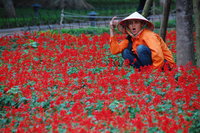 Hanoi local