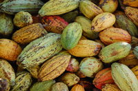 Cocoa Pods
