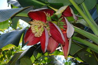 Banana flower