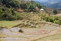Rice farm