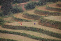 Preparing for market