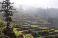 The high pastures