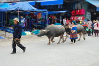 Going to market