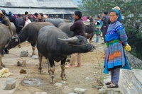 Water buffalo market