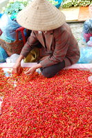 Chilli trader
