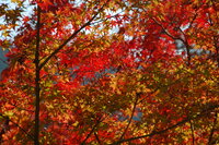 Kiyotaki River Autumn Colours