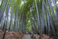 Bamboo Grove