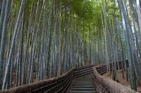 Arishiyama Bamboo Forest