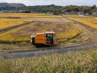 Kibi Rice Harvest