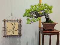 Bonsai!