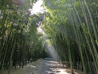 Bamboo Forest