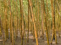 Bamboo Forest