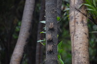 Bats, Muyuna Lodge