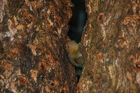 Pygmy Monkey, Muyuna Lodge