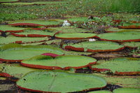Giant Lillies, Muyuna Lodge