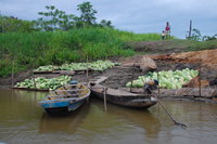 Amazon Melon Market