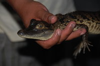 Caiman, Muyuna Lodge