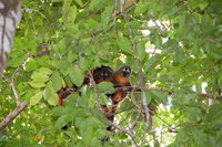 Night Monkeys, Muyuna Lodge