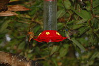 Hummingbirds, Leimebamba